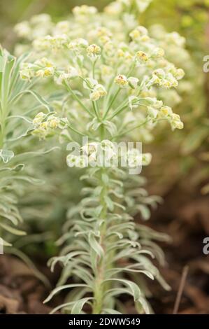 Euphorbia characias 'Glacier Blue', Spurge 'Glacier Blue' Stockfoto