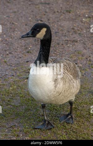 Single Canada Goose, Branta Canadensis, im Coemeston Lakes Country Park, in der Nähe von Penarth, Südwales Stockfoto