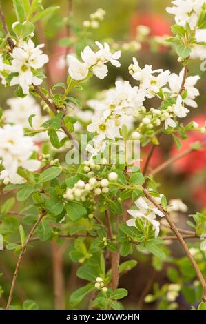 Exochorda × macrantha 'die Braut', Pearlbush 'die Braut', in Blüte Stockfoto