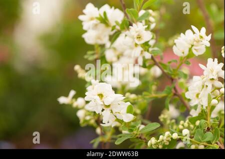 Exochorda × macrantha 'die Braut', Pearlbush 'die Braut', in Blüte Stockfoto