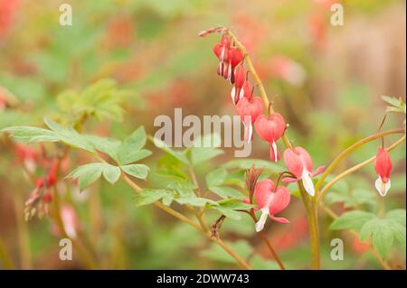 Lamprocapnos spectabilis 'Valentine' syn. Dicentra spectabilis, blutendes Herz, in Blüte Stockfoto