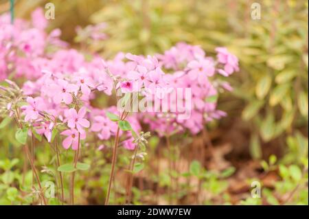 Phlox stolonifera 'Home Fires', schleichende Phlox 'Home Fires', in Blüte Stockfoto