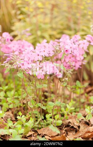 Phlox stolonifera 'Home Fires', schleichende Phlox 'Home Fires', in Blüte Stockfoto