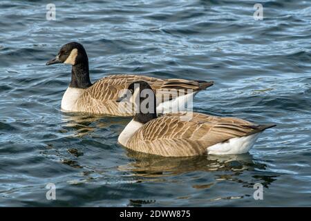 Zwei Kanadagänse schwimmen zusammen in einem großen See in südwales Stockfoto