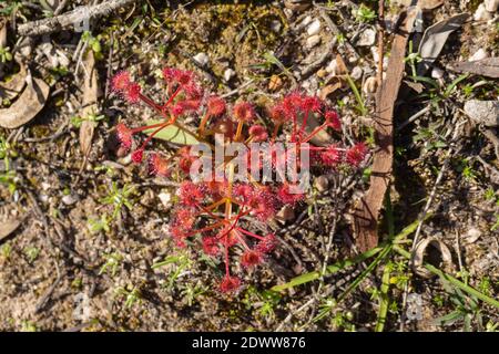 Die aufrecht wachsende rote fleischfressende Pflanze Drosera purpurascens im Stirling Range Nationalpark in Western Australia, Blick von oben Stockfoto