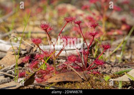 Die aufrecht wachsende rote fleischfressende Pflanze Drosera purpurascens im Stirling Range Nationalpark in Western Australia, Blick von der Seite Stockfoto