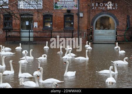 Worcester, Worcestershire, Großbritannien - Mittwoch, 23. Dezember 2020 - EIN Restaurant am Flussufer am Fluss Severn ist jetzt von Hochwasser und Schwänen umgeben, nachdem es tagelang stark regnet. Ein großer Teil des Flusses Severn ist derzeit unter Hochwasserwarnung mit weiteren Regenvorhersagen. Foto Steven May / Alamy Live News Stockfoto