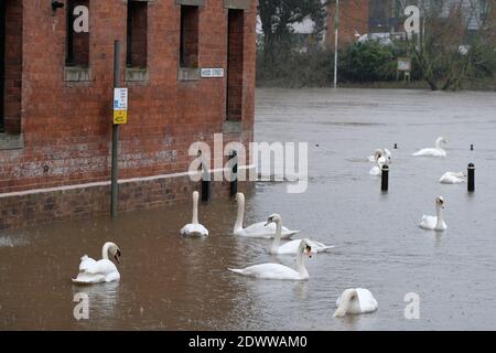 Worcester, Worcestershire, Großbritannien - Mittwoch, 23. Dezember 2020 - Swans nutzen die Gelegenheit, eine überflutete Hood Street am Fluss Severn in Worcester zu besuchen. Ein großer Teil des Flusses Severn ist derzeit unter Hochwasserwarnung mit weiteren Regenvorhersagen. Foto Steven May / Alamy Live News Stockfoto