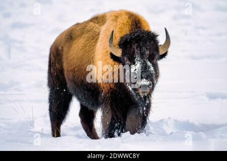 American Bison auf Nahrungssuche im Tiefschnee des Yellowstone National Park. Stockfoto