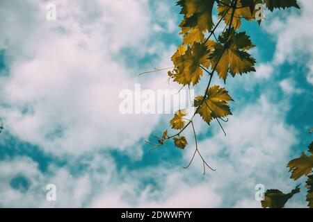 vitis vinifera Blätter auf einem Hintergrund des blauen Himmels Mit Wolken Stockfoto