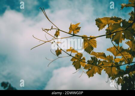 vitis vinifera Blätter auf einem Hintergrund des blauen Himmels Mit Wolken Stockfoto