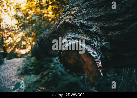 Ast aus gefallenen Stamm im Wald geschnitten Stockfoto