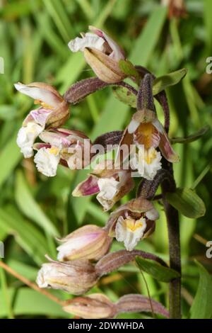 Marsh Helleborine 'Epipactis palustris' Blumen Juli August, auf Kreide-down Reservebereich, Morgans Hill, Wiltshire, Großbritannien Stockfoto