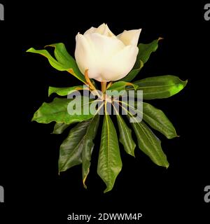 Weiße Magnolienblüte (Southern Magnolia, Magnolia grandiflora) mit grünen Blättern. Isoliert auf Schwarz Stockfoto