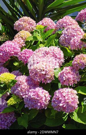 Schöne rosa Blüten der Hortensien ( Hortensia macrophylla ) Im Garten an sonnigen Tag Stockfoto