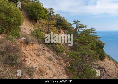 Herbstlandschaft mit felsigen Hang mit Eichen, Pinien und Erdbeerbäumen der Schwarzmeerküste im Naturschutzgebiet auf Cape Martyan bei Jalta c überwuchert Stockfoto