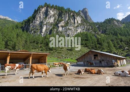 Fleckvieh auf einer Alm auf der Axamer Lizum in Tirol, Österreich Stockfoto