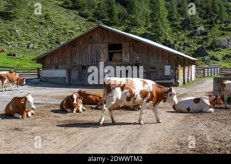 Fleckvieh auf einer Alm auf der Axamer Lizum in Tirol, Österreich Stockfoto