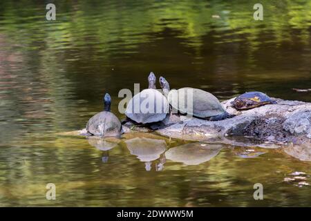 Vier Schildkröten, die aufschauen und sich auf Felsen im Teich des Nehru Zoological Park - Hyderabad, Indien, ausruhen Stockfoto