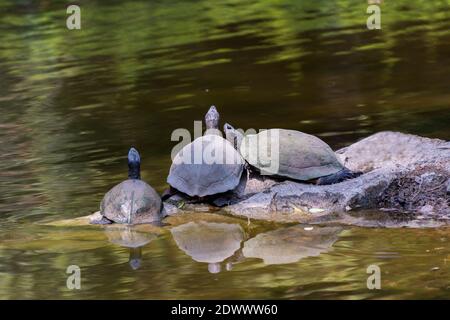 Vier Schildkröten, die aufschauen und sich auf Felsen im Teich des Nehru Zoological Park - Hyderabad, Indien, ausruhen Stockfoto