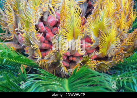 Blätter und Samen der Zierpalme Cycas revoluta (Sagopalme, Sagopalme, Sagopalme) Stockfoto