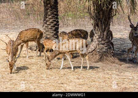 Ein Haufen gefleckte Hirsche buck mit Geweih im Nehru Zoological Park, Hyderabad, Indien Stockfoto