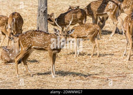 Ein Haufen gefleckte Hirsche buck mit Geweih im Nehru Zoological Park, Hyderabad, Indien Stockfoto