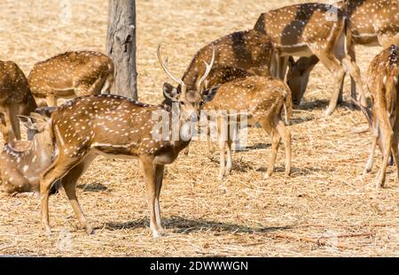 Ein Haufen gefleckte Hirsche buck mit Geweih im Nehru Zoological Park, Hyderabad, Indien Stockfoto