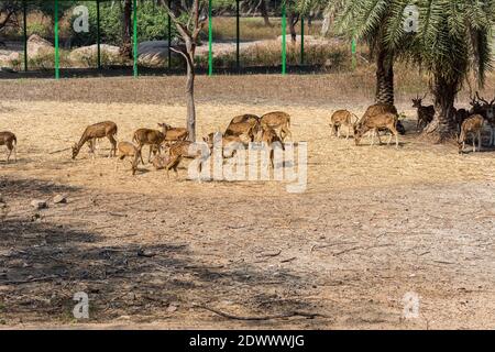 Eine Gruppe gefleckter Hirschböcke mit Geweih im Nehru Zoologischen Park, Hyderabad, Indien. Stockfoto