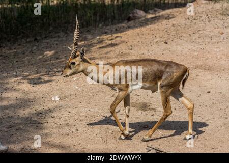 Der Schwarzbock (Antilope cervicapra), auch als indische Antilope bekannt, ist eine Antilope, die in Indien und Nepal beheimatet ist Stockfoto