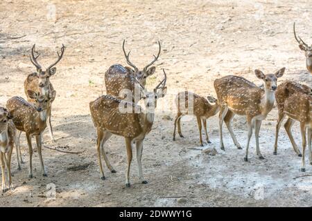 Ein Haufen gefleckte Hirsche buck mit Geweih im Nehru Zoological Park, Hyderabad, Indien Stockfoto