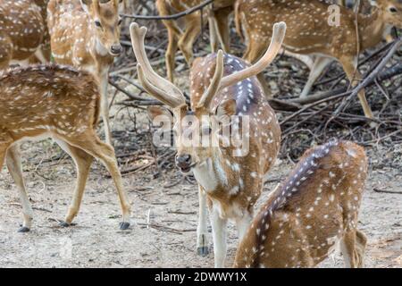 Ein Haufen gefleckte Hirsche buck mit Geweih im Nehru Zoological Park, Hyderabad, Indien Stockfoto