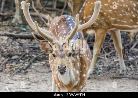 Porträt von gefleckten Hirschbock mit Geweih im Nehru Zoologischer Park Zoo Stockfoto