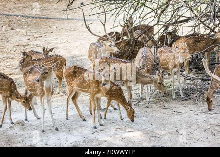 Ein Haufen gefleckte Hirsche buck mit Geweih im Nehru Zoological Park, Hyderabad, Indien Stockfoto