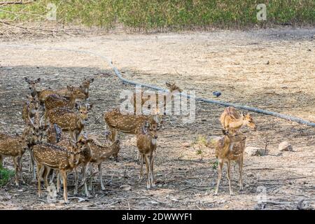 Ein Haufen gefleckte Hirsche buck mit Geweih im Nehru Zoological Park, Hyderabad, Indien Stockfoto