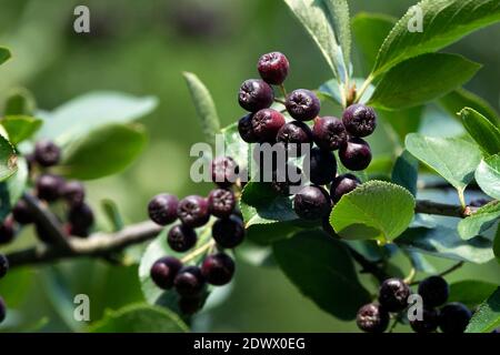 Aronia Beeren Schwarze Johannisbeere Aronia melanocarpa 'Viking' Beeren auf Zweig Stockfoto