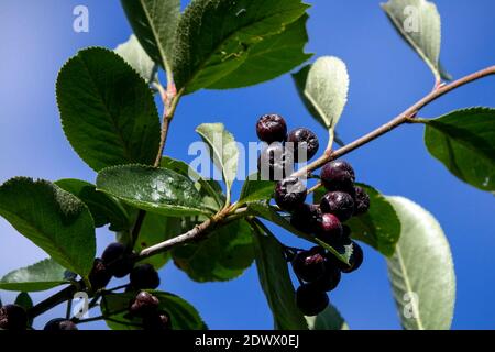 Aronia Beeren Schwarze Johannisbeere Aronia melanocarpa 'Viking' Beeren auf Zweig Stockfoto