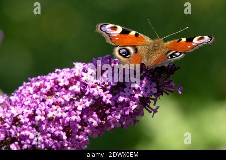 Pfau Schmetterling auf Buddleja Blume Stockfoto