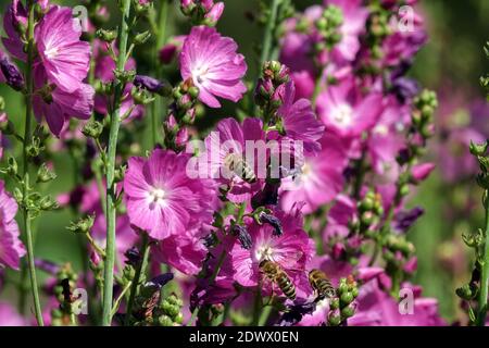 Checker Mallow Sidalcea malviflora 'Rosanna' Stockfoto