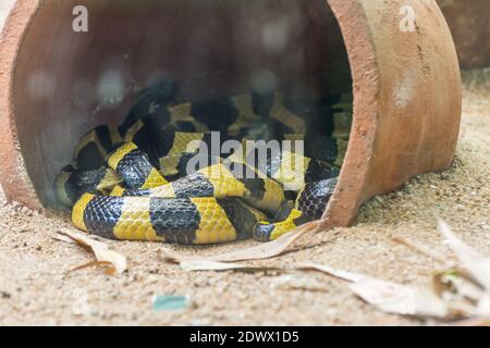 Schwarz und gelb die im Fass im Nehru Zoological Park, Hyderabad, Indien krabbelnde Krait (Bungarus fasciatus) Stockfoto