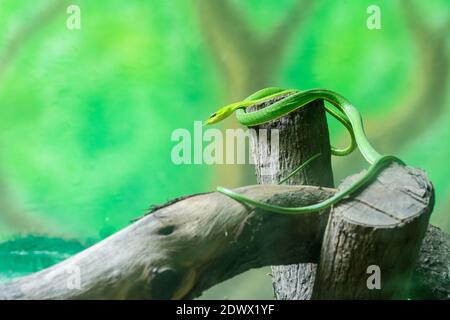 Asiatische Weinschlange, grüne Ahaetulla prasina Schlange kriechen an einem trockenen Wald im Nehru Zoological Park, Hyderabad, Indien Stockfoto