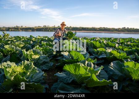 Glücklich asiatischen Landwirt pflücken Bio-Kohl im Feld Stockfoto