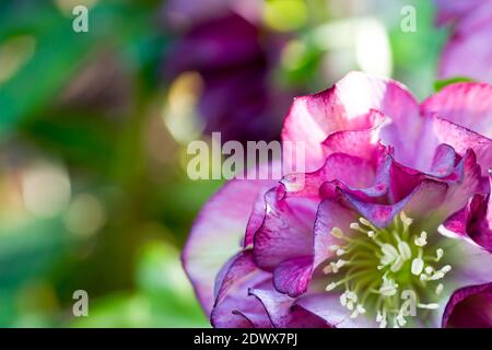 Hybrid-Hellebore (HELLEBORUS HYBRIDUS) doppelt rosa mit Punkten von fuchsia Farbe, grün und verschwommen Hintergrund, Kopierraum. Stockfoto