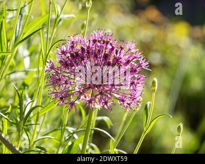 Allium Blume Nahaufnahme mit einem verschwommenen Hintergrund Stockfoto