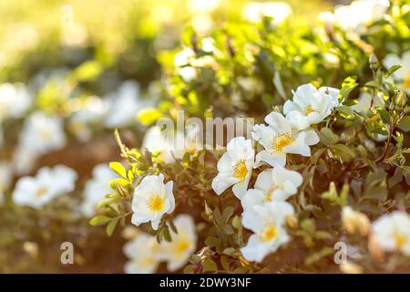 Weichzeichnungseffekt. Blumen der Hundrose Hagebutte wächst in der Natur. Bush der blühenden wilden Rose am Sonnenuntergang. Hagebutte, Canerrose, Eglantine, weiße Blüten. Stockfoto