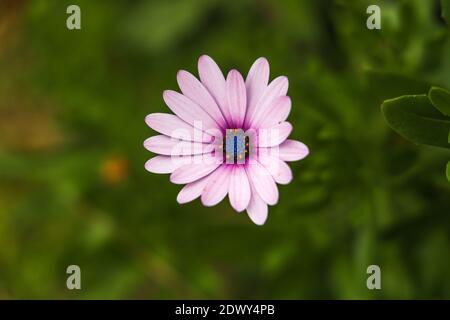 Nahaufnahme schöne einzelne afrikanische Gänseblümchen Blume in voller Blüte auf grünem Hintergrund. Makroblumenfotografie, selektiver Fokus. Stockfoto