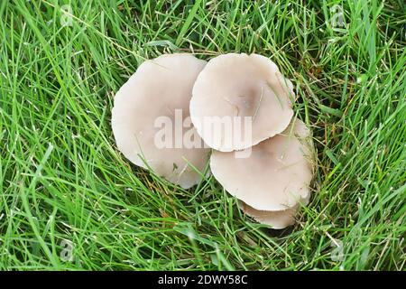 Lepista sordida, auch Rhodopaxillus sordidus und Tricholoma sordidum genannt, schlanker blewit, Wildpilz aus Finnland Stockfoto