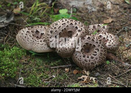 Sarcodon imbricatus, wie die Geschuppt Igel, schuppigen Igel oder Schuppige Zahn, Zahn Pilze aus Finnland bekannt Stockfoto