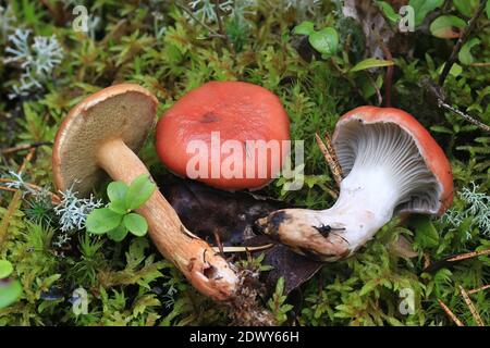 Gomphidius roseus, der rosige Dorn und Suillus bovinus, der Rindenbolet, wilde Pilze aus Finnland Stockfoto