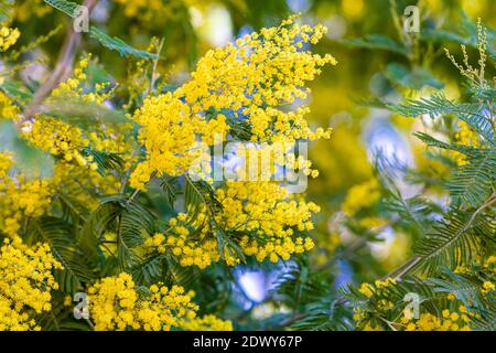 Blüte des Mimosenbaums. Gelbe Blüten in Blüte Stockfoto